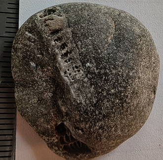 LE46 Rugose Coral (cf. Cylindrophyllum)