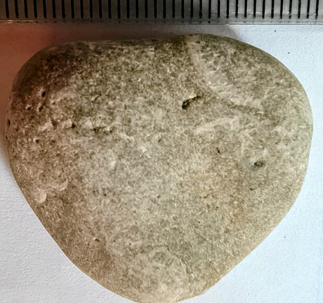 LE48 Rugose Coral & Favosites