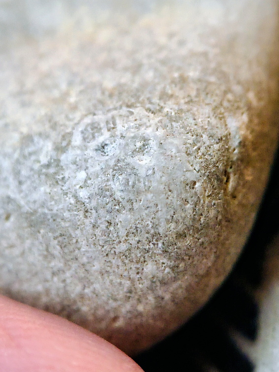 LE48 Rugose Coral & Favosites