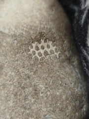 LE48 Rugose Coral & Favosites