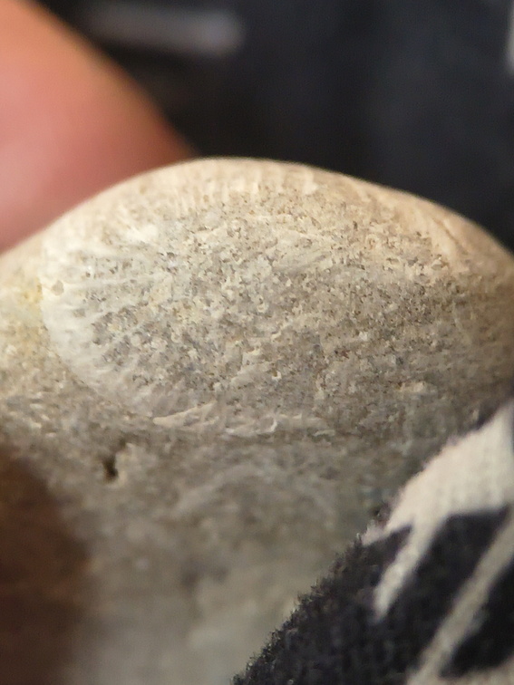 LE48 Rugose Coral & Favosites