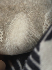 LE48 Rugose Coral & Favosites