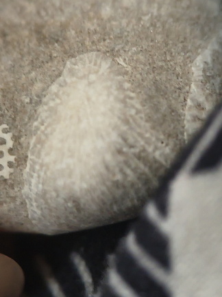 LE48 Rugose Coral & Favosites