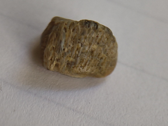 LE61 Tabulate Coral (cf. Favosites)