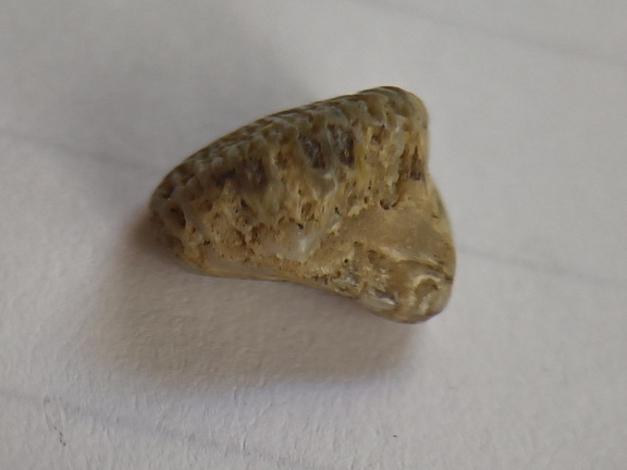 LE61 Tabulate Coral (cf. Favosites)