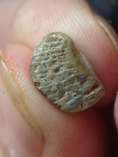 LE61 Tabulate Coral (cf. Favosites)