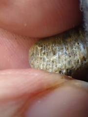 LE61 Tabulate Coral (cf. Favosites)