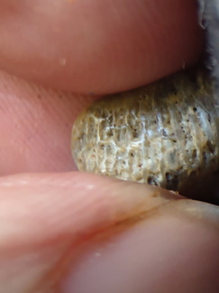 LE61 Tabulate Coral (cf. Favosites)