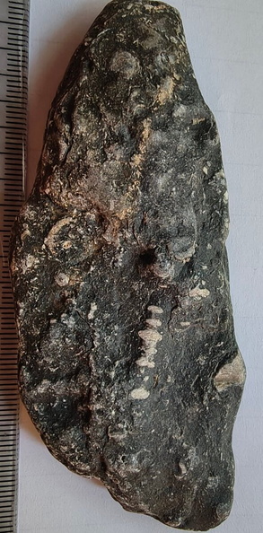 LE23 Crinoid Segments