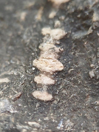 LE23 Crinoid Segments