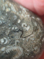 LE50 Bryozoans, Crinoid Fragments, and Shell Debris