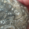 LE50 Bryozoans, Crinoid Fragments, and Shell Debris