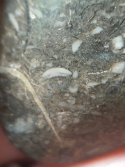 LE50 Bryozoans, Crinoid Fragments, and Shell Debris