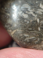 LE50 Bryozoans, Crinoid Fragments, and Shell Debris