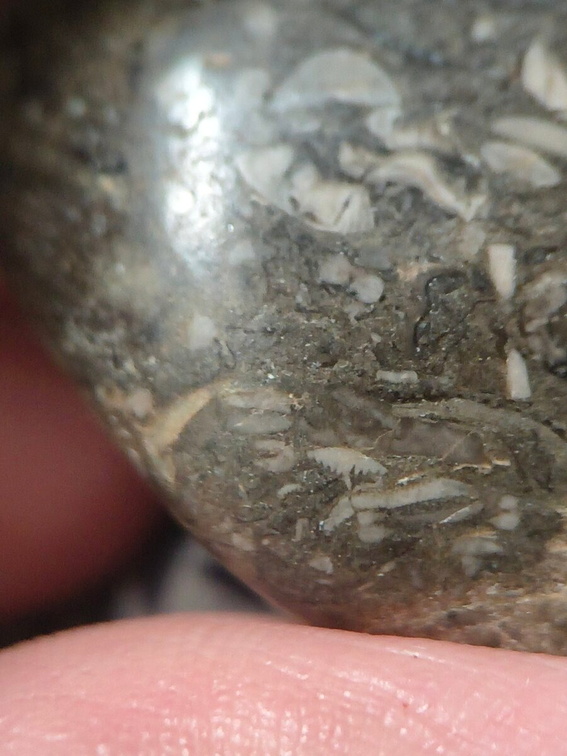 LE50 Bryozoans, Crinoid Fragments, and Shell Debris