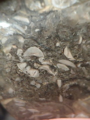 LE50 Bryozoans, Crinoid Fragments, and Shell Debris