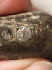 LE50 Bryozoans, Crinoid Fragments, and Shell Debris