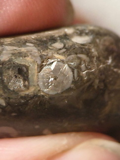 LE50 Bryozoans, Crinoid Fragments, and Shell Debris