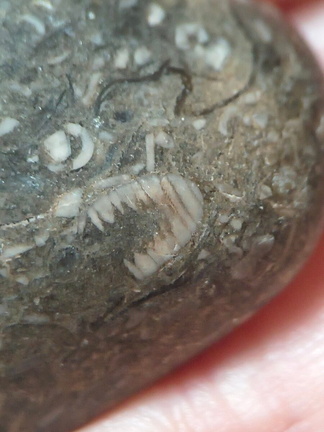 LE50 Bryozoans, Crinoid Fragments, and Shell Debris