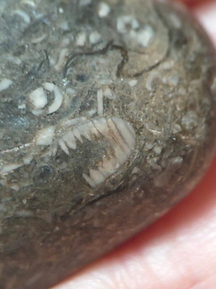 LE50 Bryozoans, Crinoid Fragments, and Shell Debris