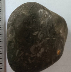 LE50 Bryozoans, Crinoid Fragments, and Shell Debris