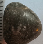 LE50 Bryozoans, Crinoid Fragments, and Shell Debris