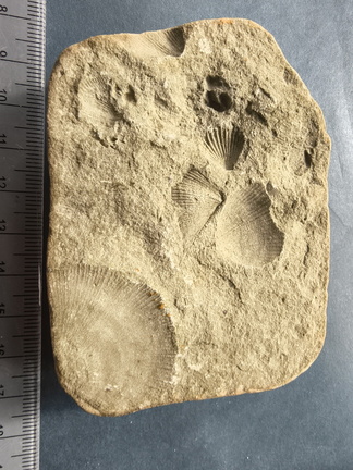 SRL1 Brachiopod Impression Assemblage Venango Group, Strophomenid (cf. Protoleptostrophia), Orthi (indet.), Rhynchonellid (indet.), Spiriferid (cf. Cyrtospirifer)