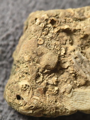 SRL2 Fossiliferous Packstone w/ Trepostome and Fenestrate Bryozoan, Brachiopod, Crinoid fragments 
