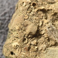 SRL2 Fossiliferous Packstone w/ Trepostome and Fenestrate Bryozoan, Brachiopod, Crinoid fragments 