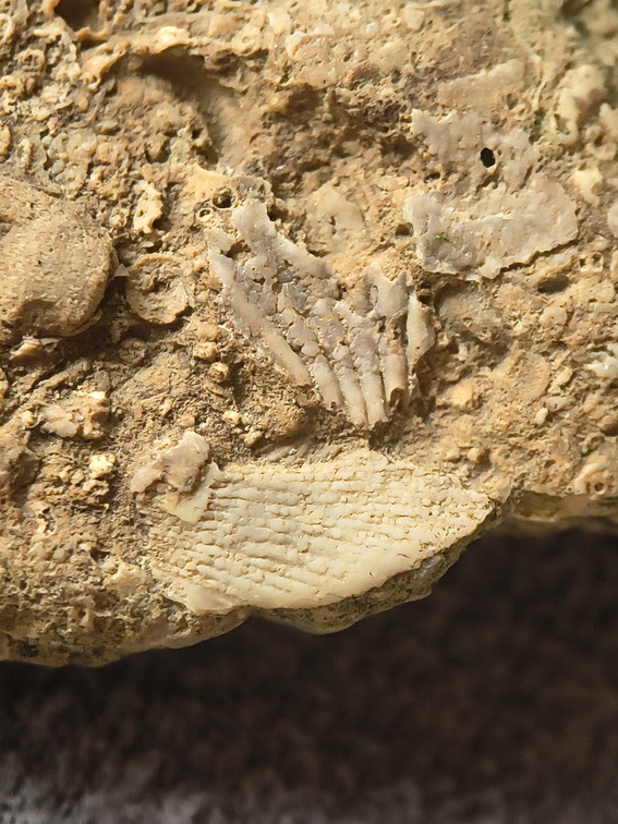 SRL2 Fossiliferous Packstone w/ Trepostome and Fenestrate Bryozoan, Brachiopod, Crinoid fragments 