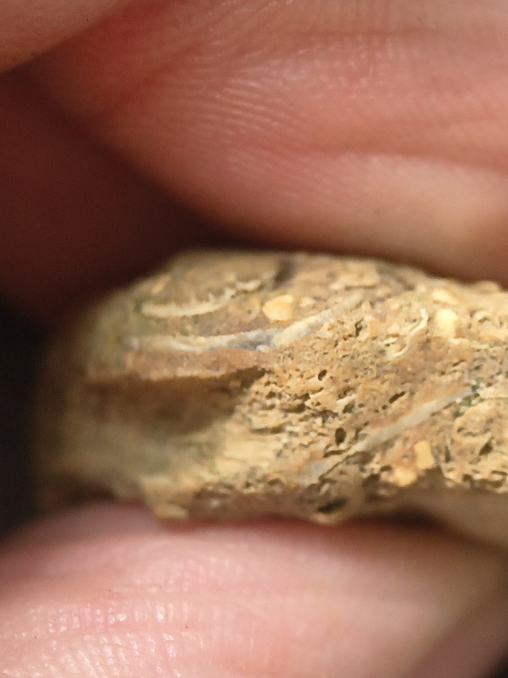 SRL2 Fossiliferous Packstone w/ Trepostome and Fenestrate Bryozoan, Brachiopod, Crinoid fragments 
