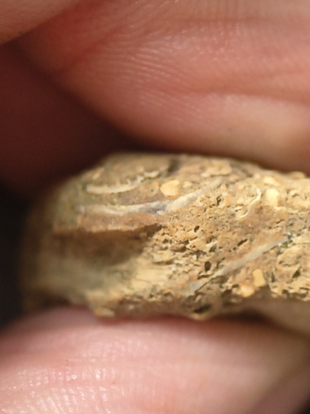 SRL2 Fossiliferous Packstone w/ Trepostome and Fenestrate Bryozoan, Brachiopod, Crinoid fragments 