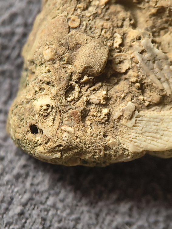 SRL2 Fossiliferous Packstone w/ Trepostome and Fenestrate Bryozoan, Brachiopod, Crinoid fragments 