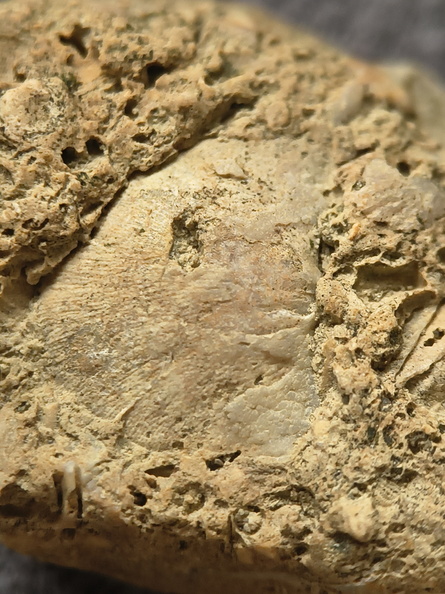 SRL2 Fossiliferous Packstone w/ Trepostome and Fenestrate Bryozoan, Brachiopod, Crinoid fragments 