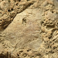 SRL2 Fossiliferous Packstone w/ Trepostome and Fenestrate Bryozoan, Brachiopod, Crinoid fragments 