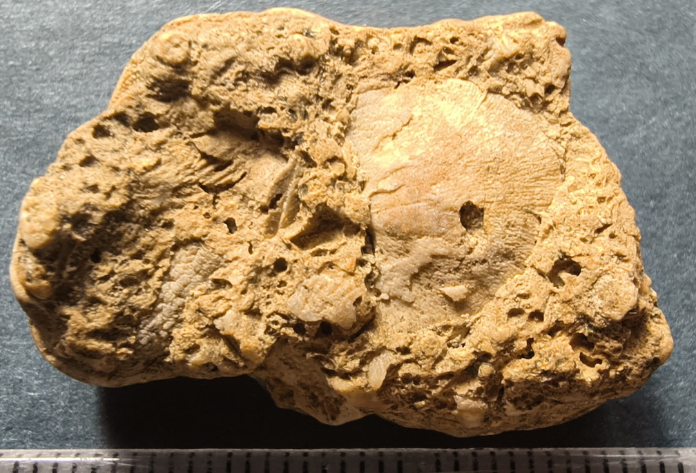 SRL2 Fossiliferous Packstone w/ Trepostome and Fenestrate Bryozoan, Brachiopod, Crinoid fragments 
