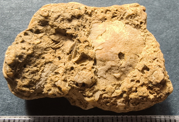 SRL2 Fossiliferous Packstone w/ Trepostome and Fenestrate Bryozoan, Brachiopod, Crinoid fragments 