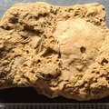 SRL2 Fossiliferous Packstone w/ Trepostome and Fenestrate Bryozoan, Brachiopod, Crinoid fragments 