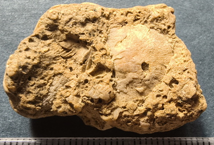 SRL2 Fossiliferous Packstone w/ Trepostome and Fenestrate Bryozoan, Brachiopod, Crinoid fragments 