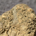 SRL2 Fossiliferous Packstone w/ Trepostome and Fenestrate Bryozoan, Brachiopod, Crinoid fragments 