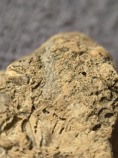 SRL2 Fossiliferous Packstone w/ Trepostome and Fenestrate Bryozoan, Brachiopod, Crinoid fragments 