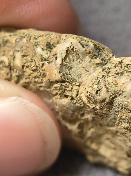 SRL2 Fossiliferous Packstone w/ Trepostome and Fenestrate Bryozoan, Brachiopod, Crinoid fragments 