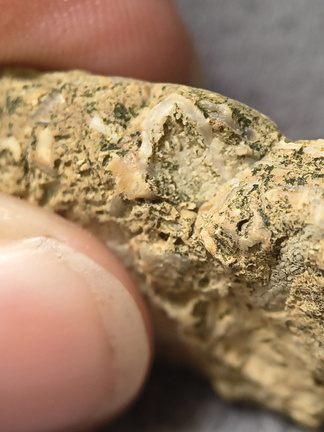 SRL2 Fossiliferous Packstone w/ Trepostome and Fenestrate Bryozoan, Brachiopod, Crinoid fragments 