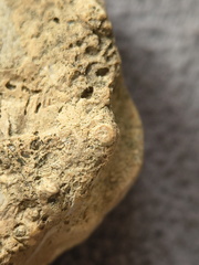 SRL2 Fossiliferous Packstone w/ Trepostome and Fenestrate Bryozoan, Brachiopod, Crinoid fragments 