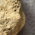 SRL2 Fossiliferous Packstone w/ Trepostome and Fenestrate Bryozoan, Brachiopod, Crinoid fragments 