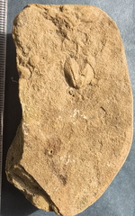 SRL3  Bivalve cf. Grammysoidea (stropheodontid), brachiopod, Spiriferid indet, additional small articulate brachiopod molds