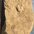 SRL3  Bivalve cf. Grammysoidea (stropheodontid), brachiopod, Spiriferid indet, additional small articulate brachiopod molds