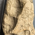 SRL3  Bivalve cf. Grammysoidea (stropheodontid), brachiopod, Spiriferid indet, additional small articulate brachiopod molds