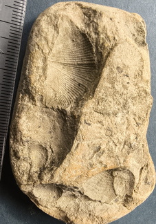 SRL3  Bivalve cf. Grammysoidea (stropheodontid), brachiopod, Spiriferid indet, additional small articulate brachiopod molds