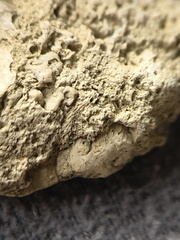 SRL4 Trepostome Bryazoan 